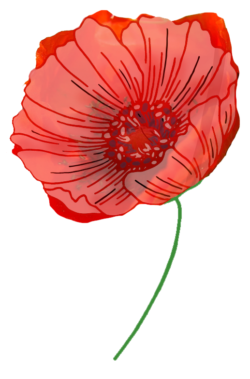 Poppy Drawing Honoring 'E'